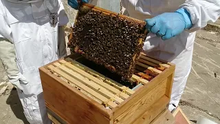 New to UK beekeeping v14 - Queen cell check after Artificial swarm - She is dead