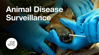 How Animal Disease Surveillance Protects Human Health: COVID-19 and Beyond