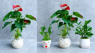 Reviving the dying Anthurium Tail flower, is very simple, not everyone knows