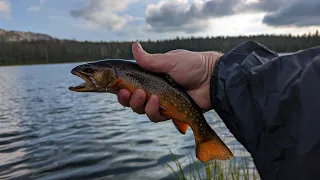 Brook Trout Fly Fishing Sierra Nevada Alpine Lake