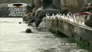 Nature: Saving Otter 501