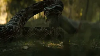 Predator Killing Snake Scene HD  |  PREY (2022)