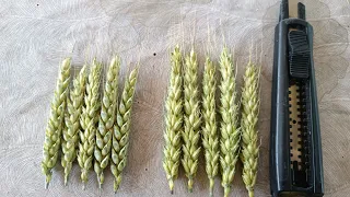 озимая пшеница Гром , отклик на листовое питание. личное архив