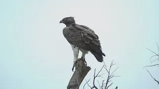 Birds of Kruger NP South Africa part two