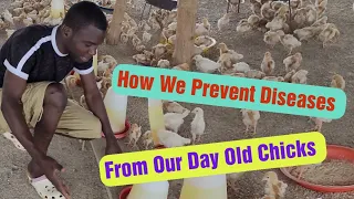 How We Prevent Disease || From  Our Day Old Chicks.