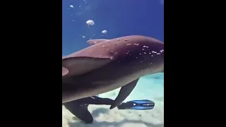 dolphins are joyful when they saw humans ❤️🥺#dolphin#shorts #tiktok#oceanlife#ocean#sealife