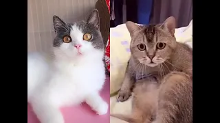 OMG So Cute Cats ♥ Best Funny Cat ❤️🐈Videos 2021 #669