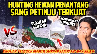 HUNTING PENANTANG SANG PETINJU TERKUAT DI DUNIA! PEACOCK MANTIS SHRIMP! DIHAJAR HABIS-HABISAN!