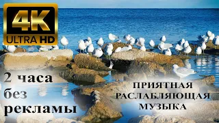 Умиротворенные звуки озера и расслабляющая музыка фортепиано в 4K 🦆 канадский гусь, лебеди и чайки