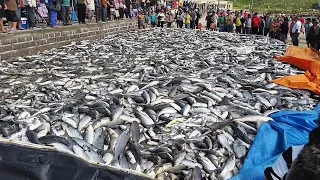 Amazing Fishermen Big Catch a Lot of Fish - Traditional Net Fishing And Net Fishing in The Beach!!