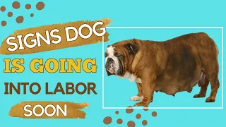 Signs A Dog Is Going Into Labor Soon - How to Prepare