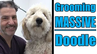Grooming A Large Goldendoodle | Professional Tips