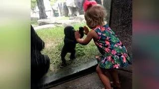 Baby Gorilla and 2-Year-Old Girl Play Patty Cake Through Glass Wall At Zoo