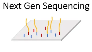 Next Generation Sequencing (Illumina) - An Introduction