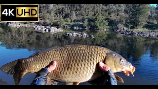 2.5min Fight With 4kg Carp at Murrumbidgee River | Canberra Fishing 4K