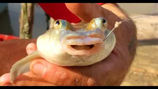 Catfish hunting at the Coppename river - Suriname