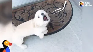 Dog Siblings Reunite After Four Months | The Dodo