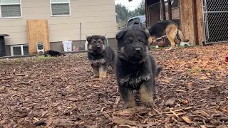 5 week old German shepherd puppies