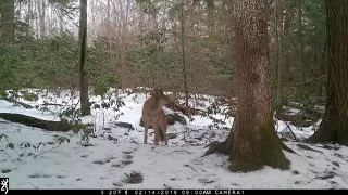 Westhampton Trail Cam: 2 coyotes pay a visit