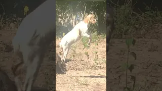 Best Moment Komodo Hunt Goat 😱