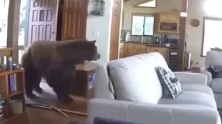 Bear breaks in to a house