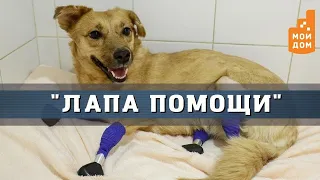 Лапа помощи: новосибирские врачи сделали собаке уникальные протезы