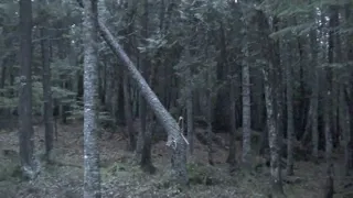 Tree Falling in 50 mph Winds