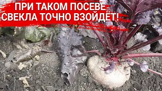 При таком посеве свекла точно взойдёт!