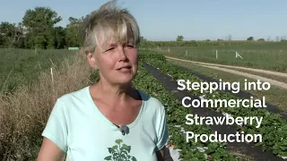 Strawberry Farming: Stepping into Commercial Production