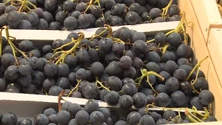 Terroir : raisin de table, la France en raffole !