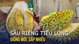 Sầu riêng giống mới Tiểu Long: Nghe tên lạ, có ngon như lời đồn?