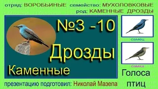 Дрозды каменные мухоловковые. Голоса птиц