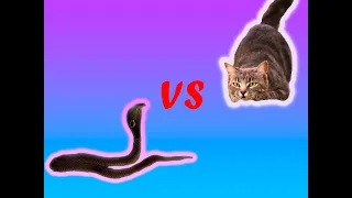 Cat vs snake. (Кот против змеи. Невероятное сражение кота со ядовитой змеёй)