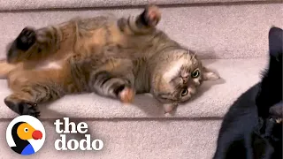 Cat Rolls Down The Stairs 5x A Day | The Dodo Cat Crazy