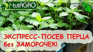 ПОСЕВ ПЕРЦА НА РАССАДУ БЕЗ ЗАМОРОЧЕК И ОШИБОК. ПОЛНАЯ ВИДЕОИНСТРУКЦИЯ как и когда посеять перец.