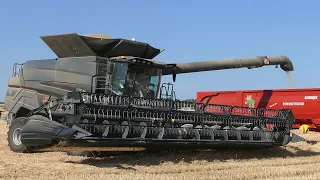 Massey ferguson Ideal 9 in The Wheat Field working hard to get it done | Danish Agriculture