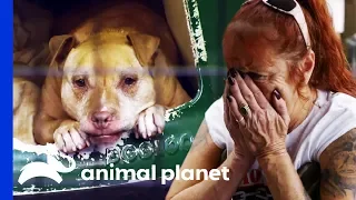 After 13 Years At Villalobos, Summer Finds Her Forever Home | Pit Bulls & Parolees