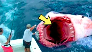 Рыбаки обнаруживают огромную акулу. То, что было внутри, пугает