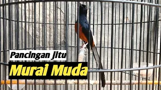 MURAI MUDA BONGKAR ISIAN KENARI, COCOK UNTUK PANCINGAN MURAI BATU BAHAN PASTI NYAUT