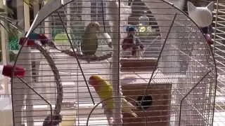 Yellow and green Lovebirds