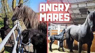 Angry mares | Another name for Wûnder | New for Bjarni and Spidey | Friesian Horses