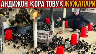 Тухум йўналишидаги Андижон Қора Товук жужалари Сотуви Бошланди #2024