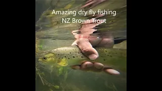 Amazing dry fly fishing in Queenstown