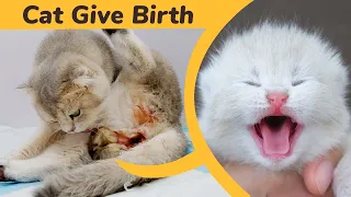 Cat Giving Birth to 2 Kittens