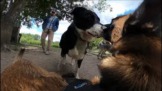 Belgian Malinois Tested By Border Collie Mix At Dog Park