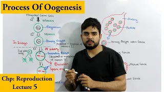 Oogenesis | How egg cells are produced |