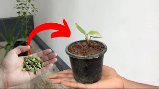 How to Successfully Grow CARDAMOM Plant From Seed | Grow ELACHI Plant at Home From Seed