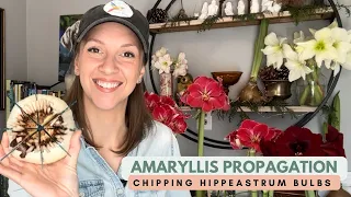 Propagating Amaryllis by Chipping / Notching Hippeastrum Bulbs to Produce Multiple Offsets