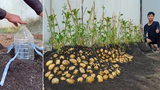 Wish I knew this secret to growing potatoes sooner. Grow potatoes all year round with this tip