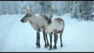 Santa's funny reindeer on road in Pello Lapland Finland Arctic Circle Santa Claus winter Christmas